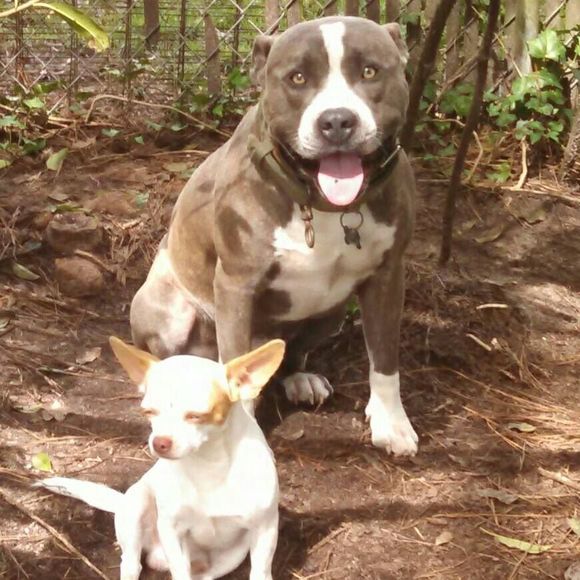 Meet your Posher, Tony - Picture 1 of 1